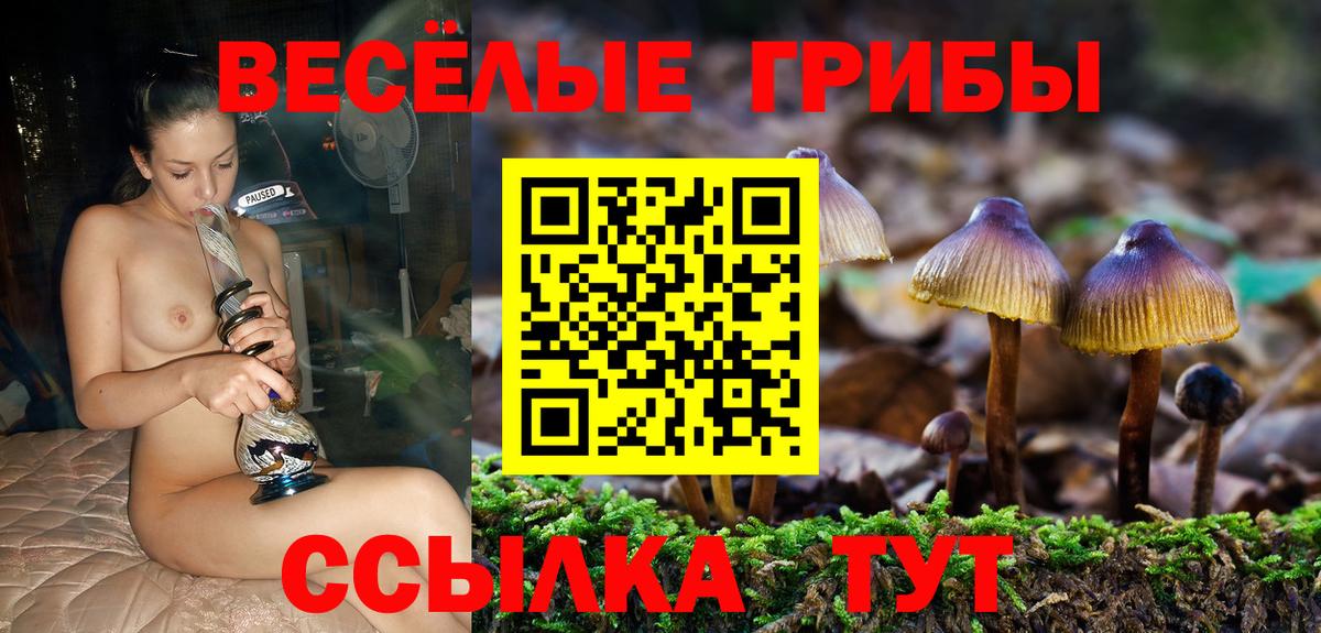 Псилоцибиновые грибы Psilocybine cubensis Гуково